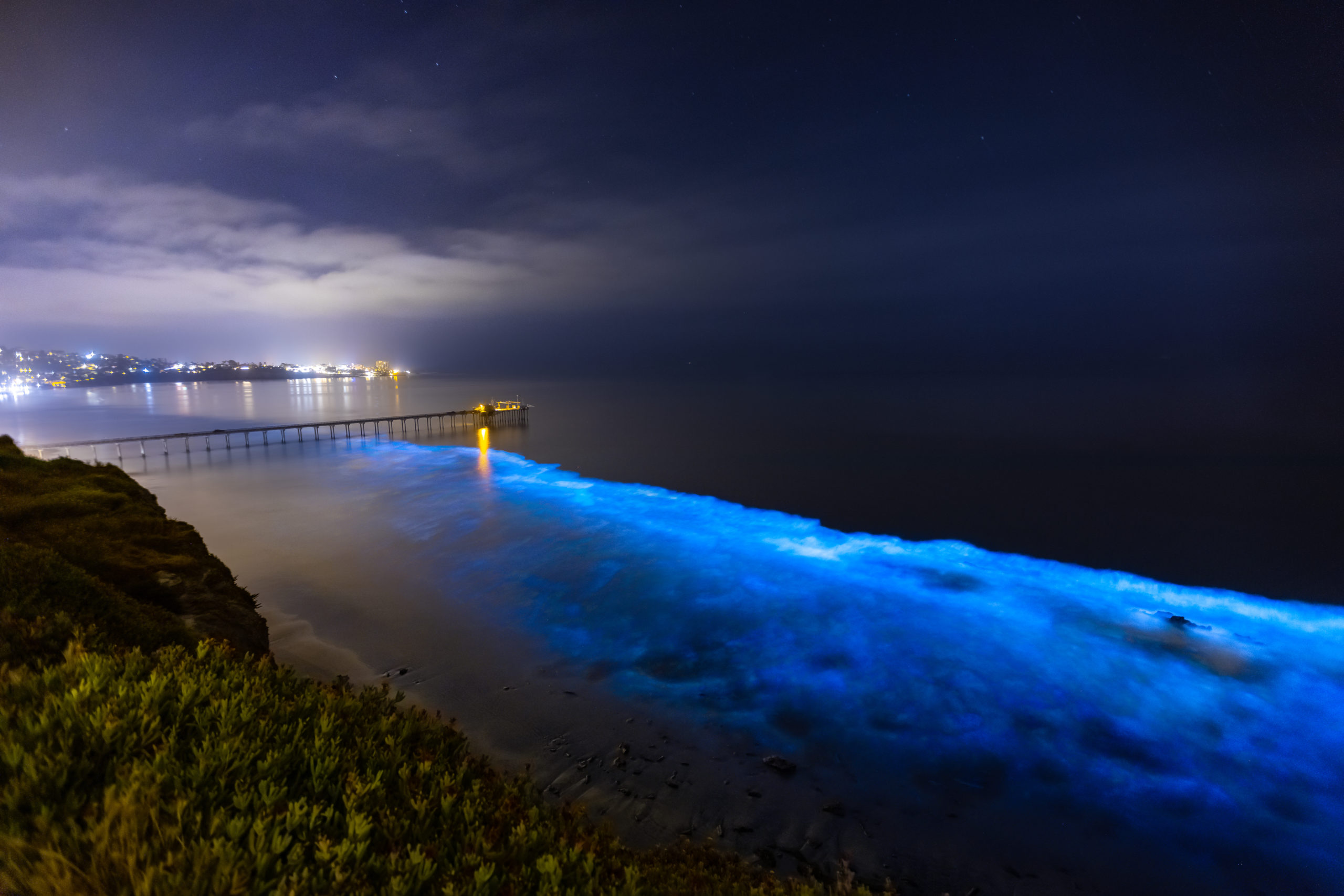 bioluminescence