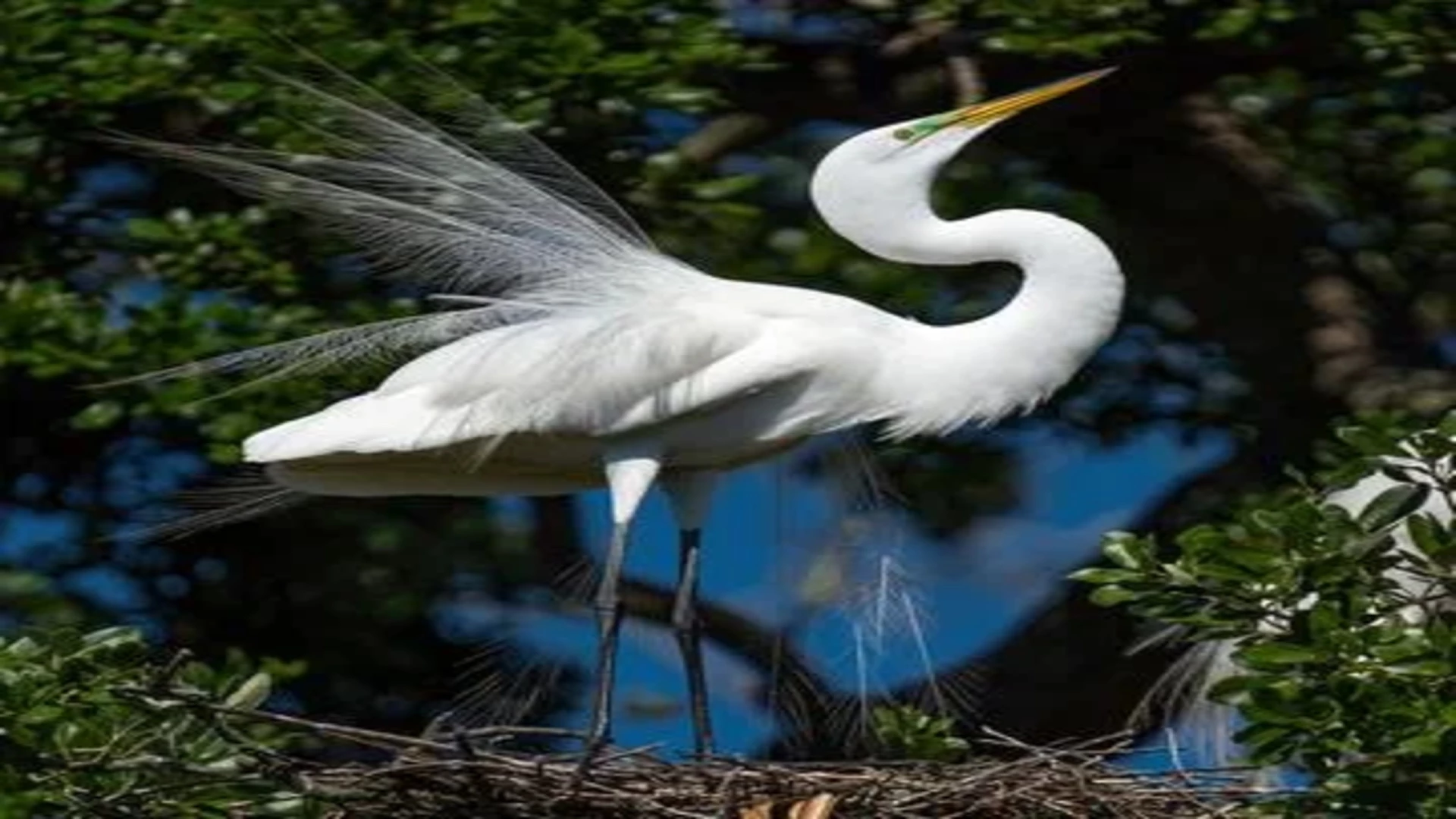 the great egret