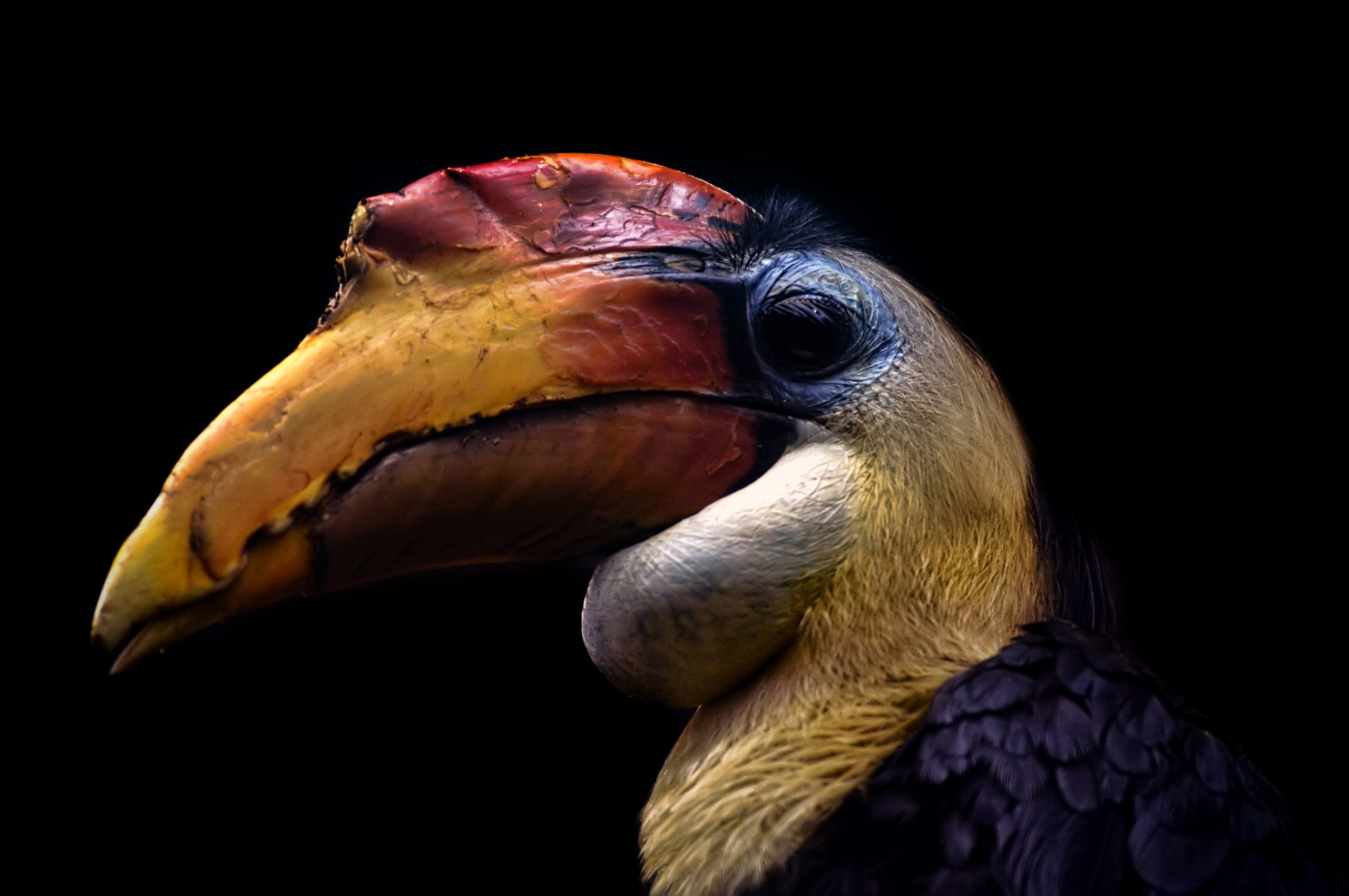 Sunda Wrinkled Hornbill