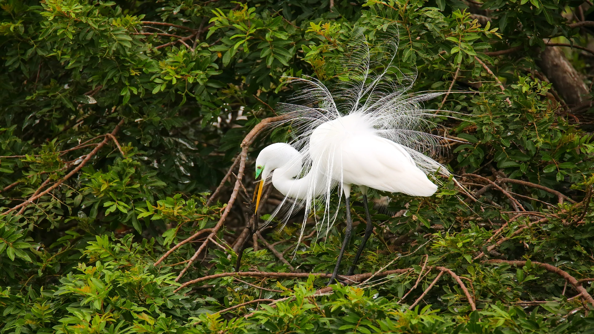 the great egret