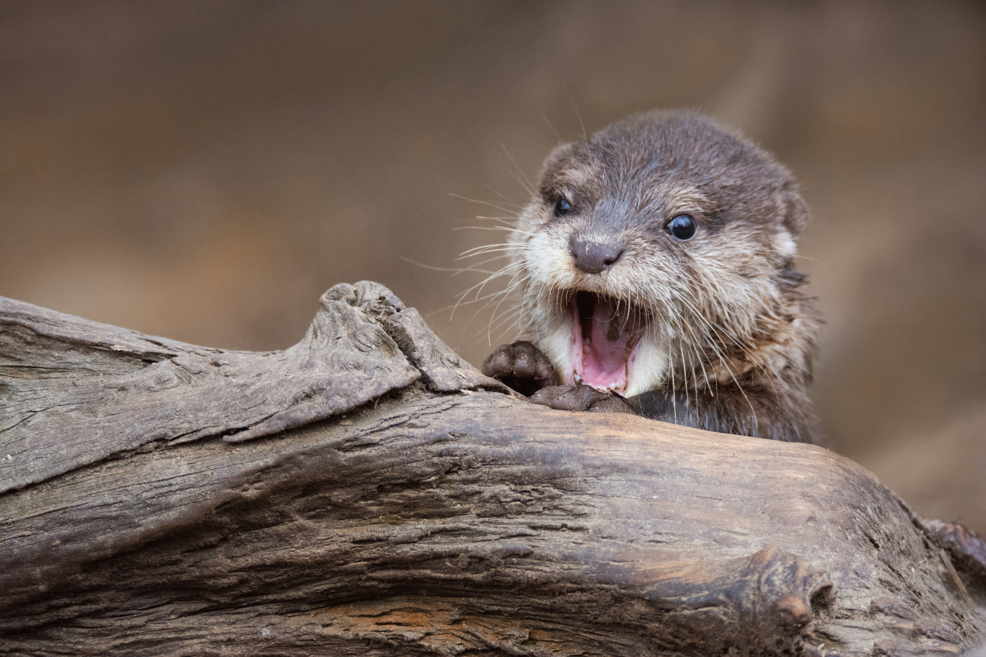 baby otter