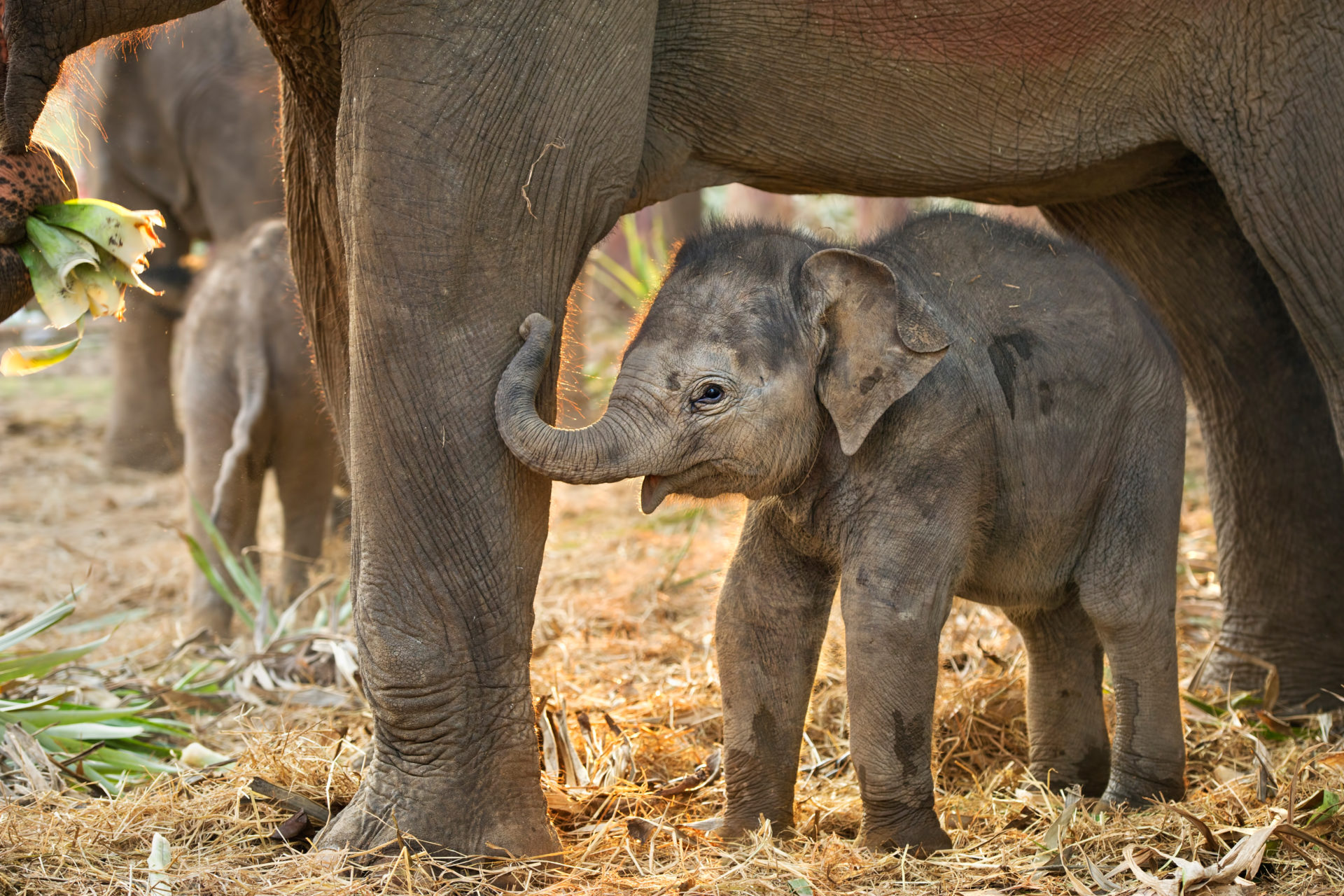 baby elephant