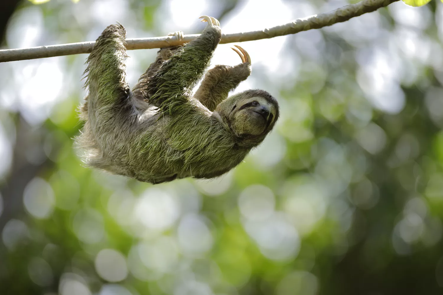 sloth walking on tree branch