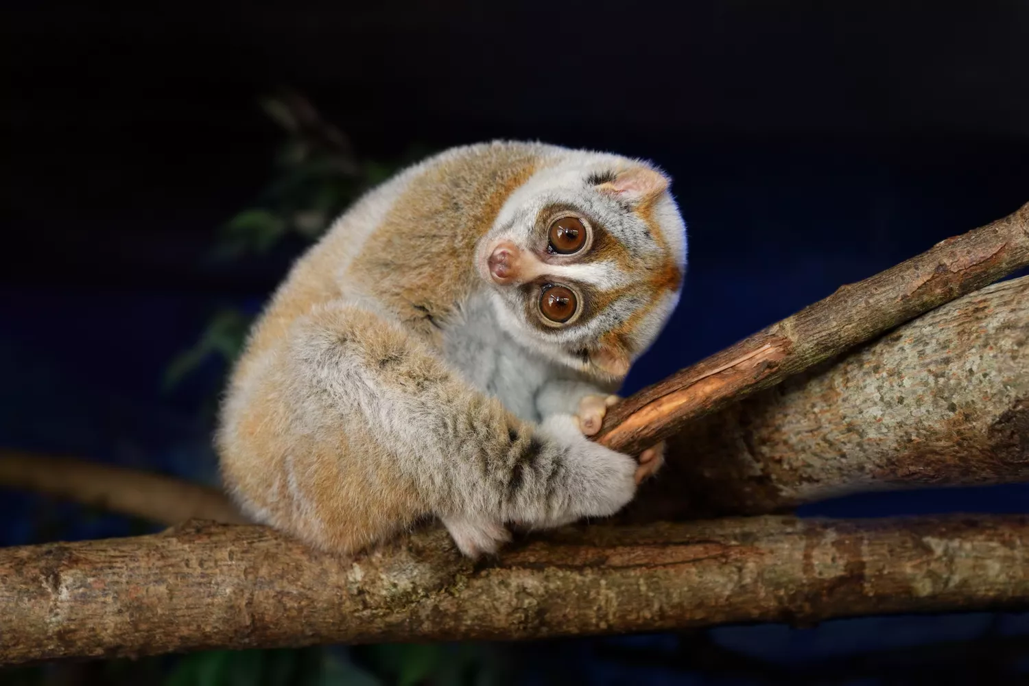 slow loris on a branch