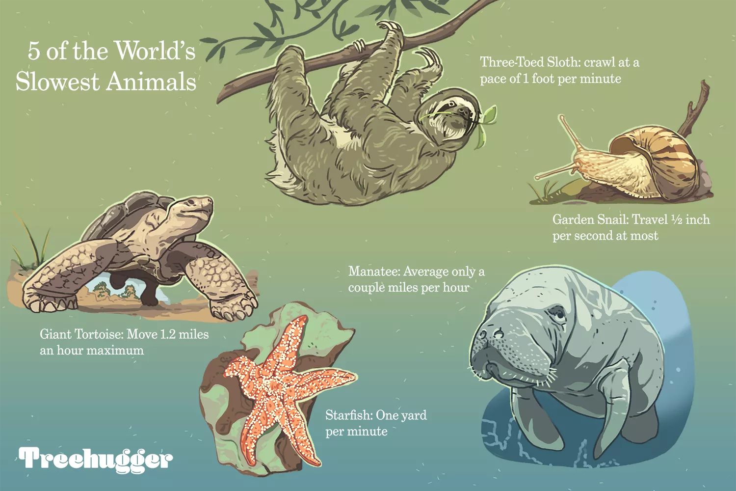 5 of the world's slowest animals