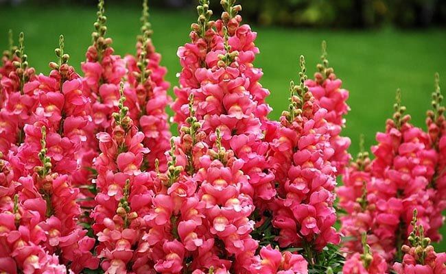 Snapdragons Bloom All Year