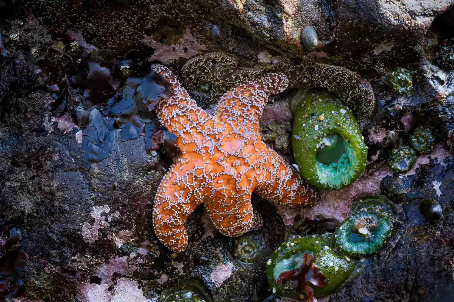 starfish sea star