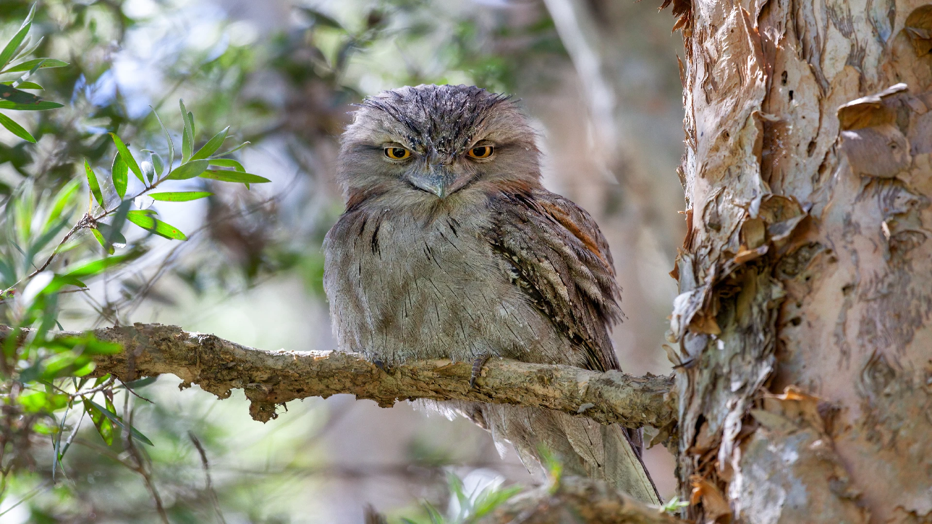 tawny frogmouth