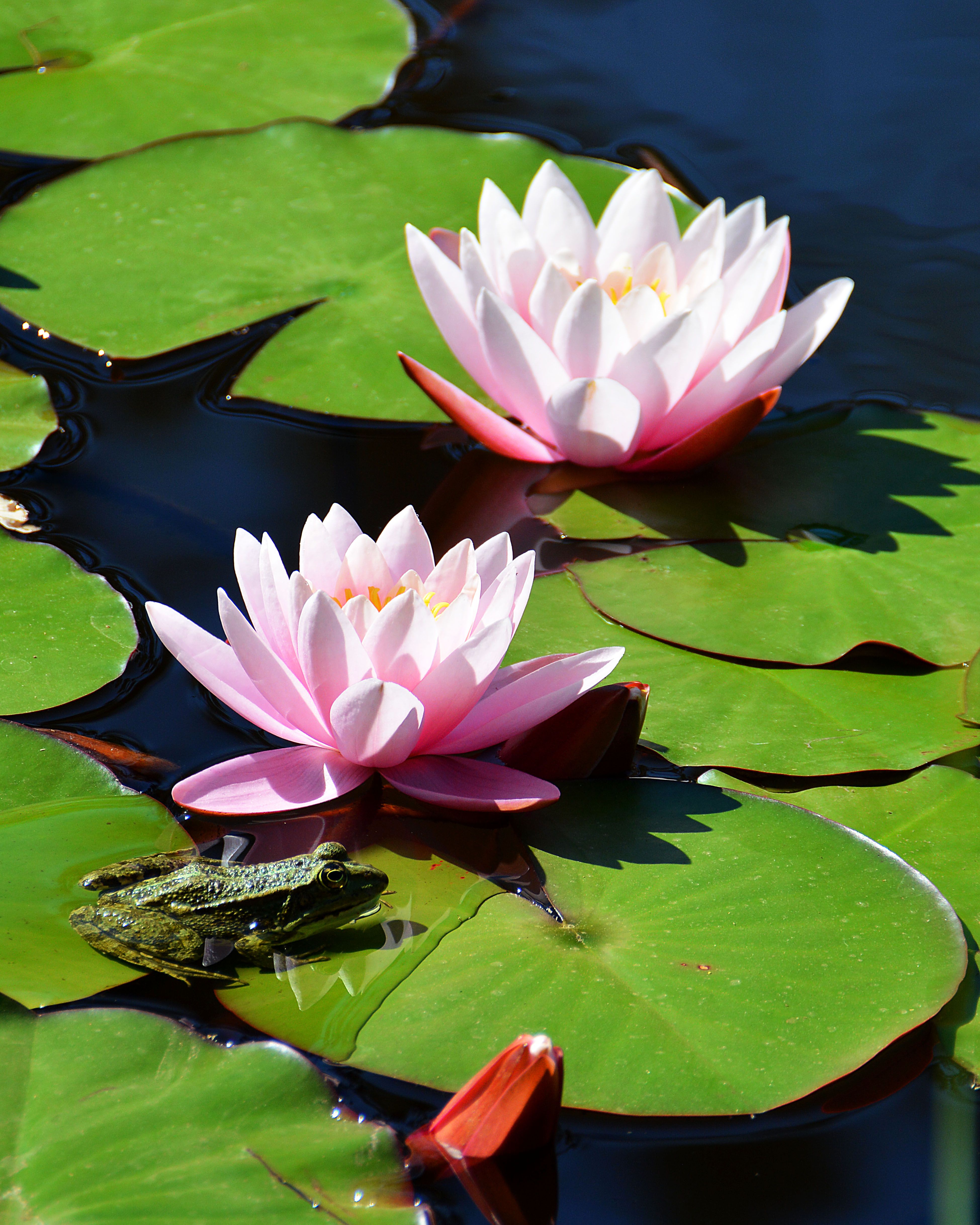 the frog and water lilies france