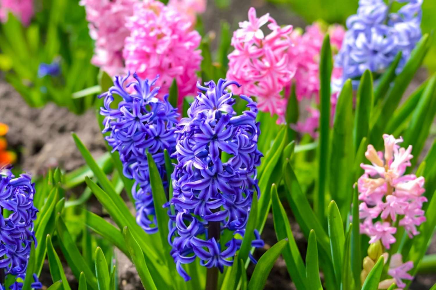 pink and purple hyacinth flowers