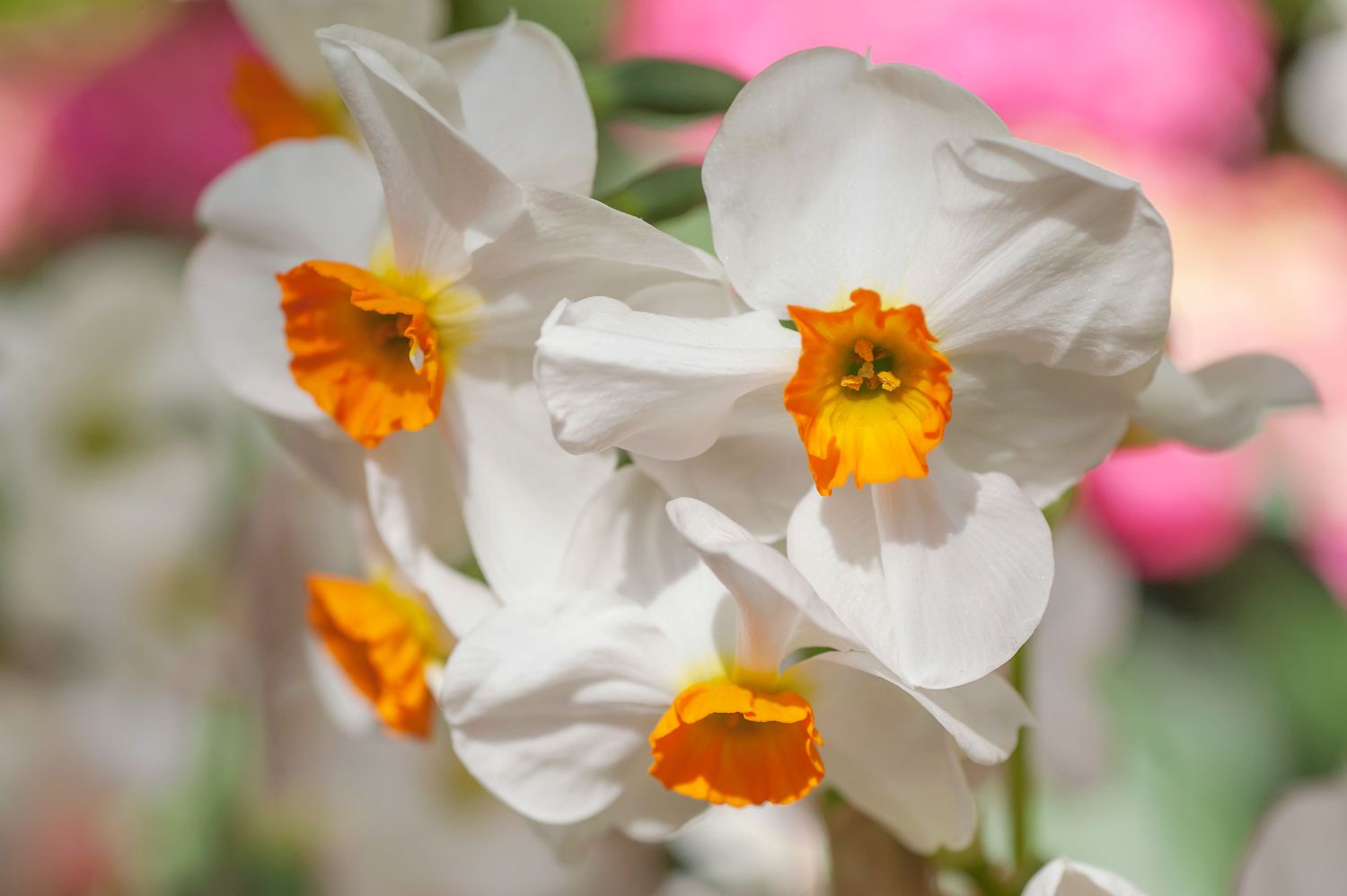 Closeup of daffodils