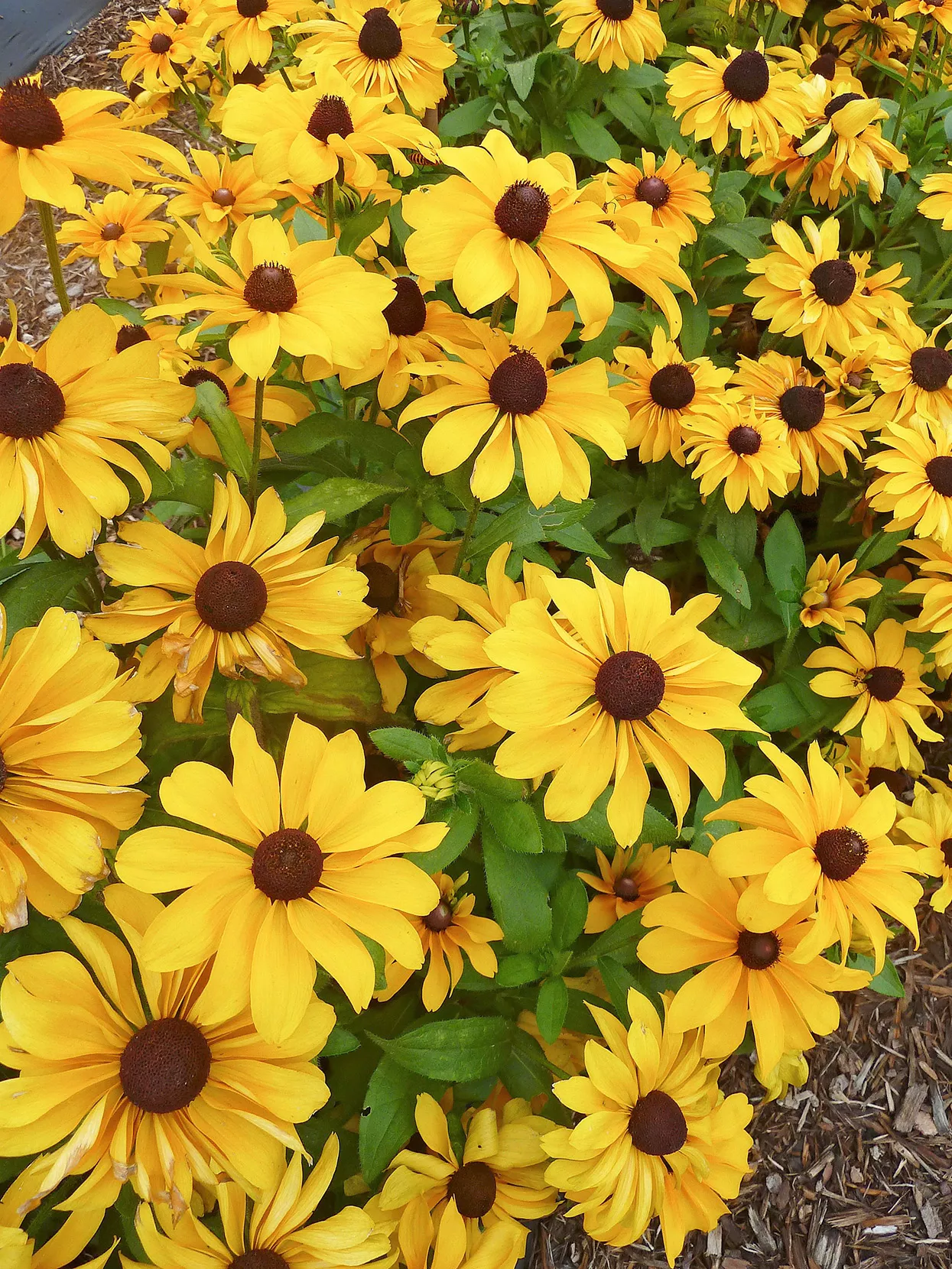 tiger eye rudbeckia black-eyed susan