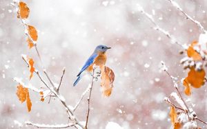 Bluebird on snowy branch with orange leaves.