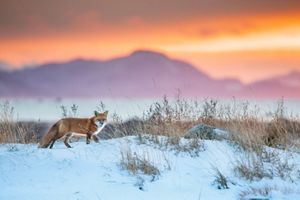 Red fox running across snow at sunset