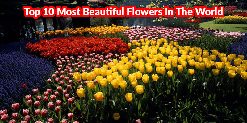 op 15 Most Beautiful Flowers In The World