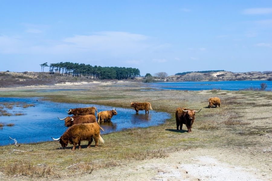 cattle scottish highlanders Zuid-Kennemerland netherlands best national parks in europe