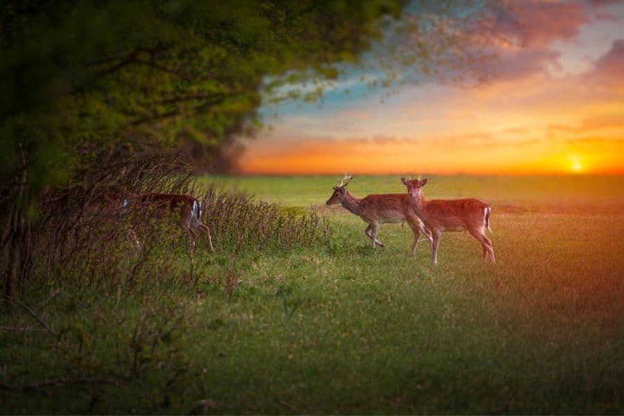 red deer National Park de Hoge Veluwe Netherlands best national parks in europe