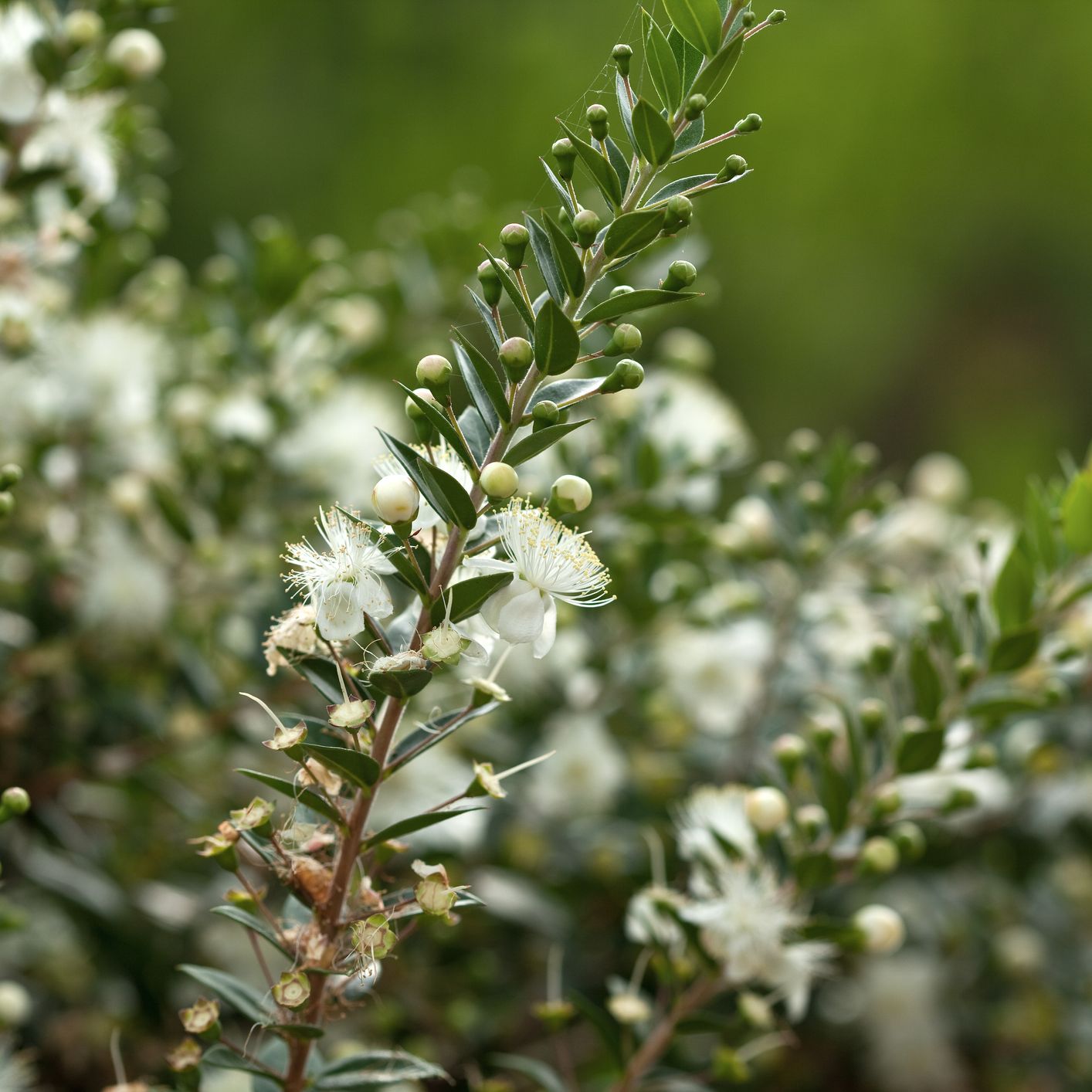 true myrtle in flower