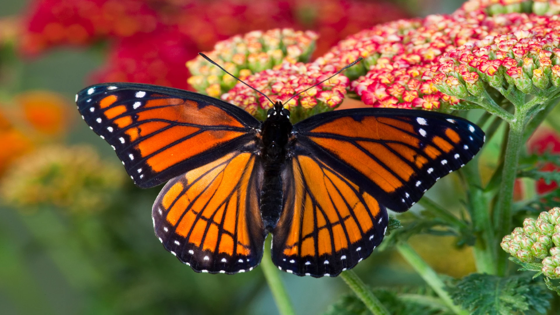 viceroy butterfly