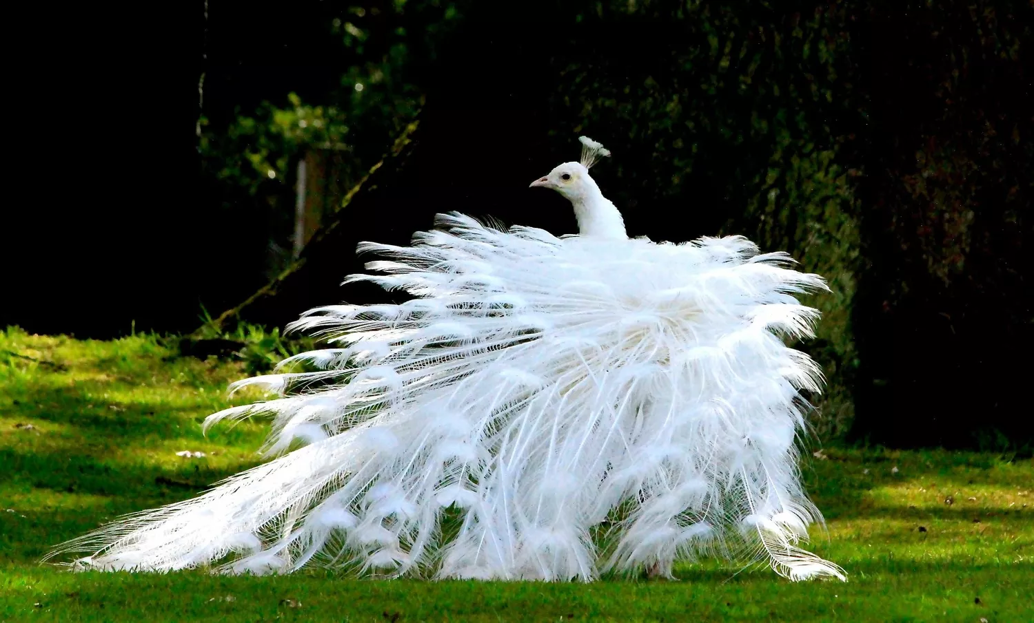 White Peacock In Forest