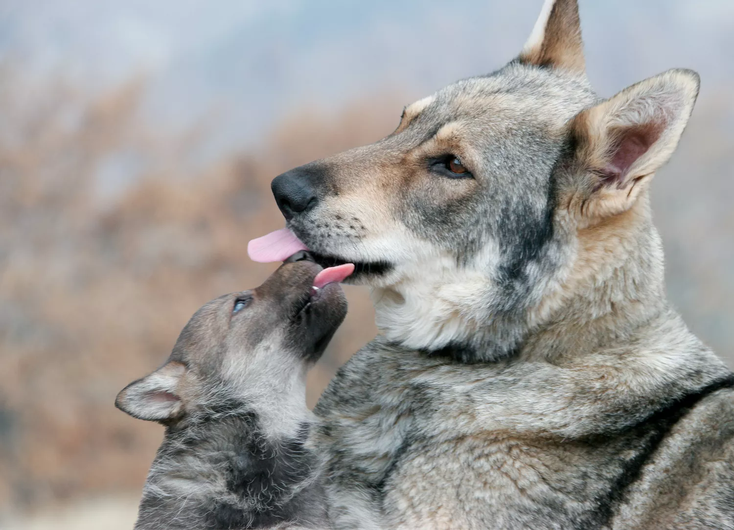 a wolf and its cub licking each other