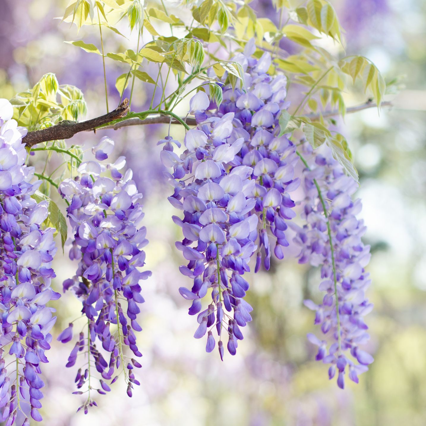 wisteria in bloom