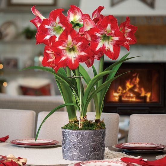 Grow amaryllis indoors